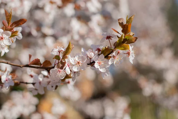 Pembe Kiraz Ağacı Çiçekleri. Güzel Bahar Çiçeği Arkaplanı.