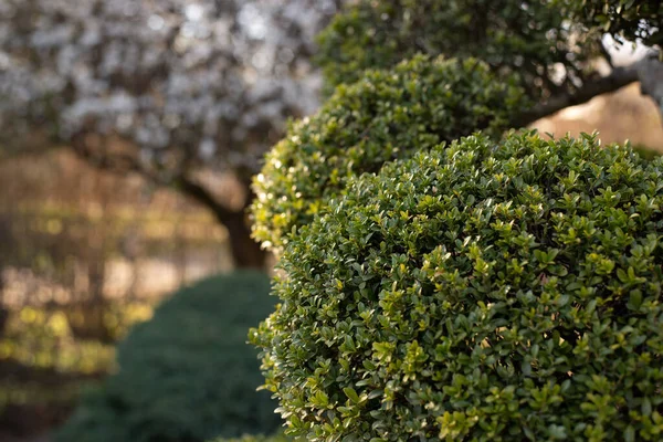 Garden Design Element of Spherically Formed Boxwood Bush. Boxtree Shrub — Foto Stock