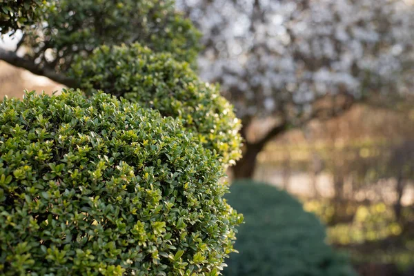 Garden Design Element of Spherically Formed Boxwood Bush. Boxtree Shrub — Foto Stock