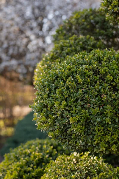 Garden Design Element of Spherically Formed Boxwood Bush. Boxtree Shrub — Foto Stock