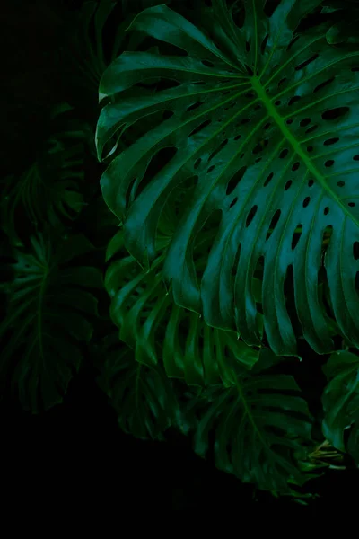 Enormi Splendide Foglie Pianta Monstera Sfondo Tropicale Della Foresta Pluviale — Foto Stock