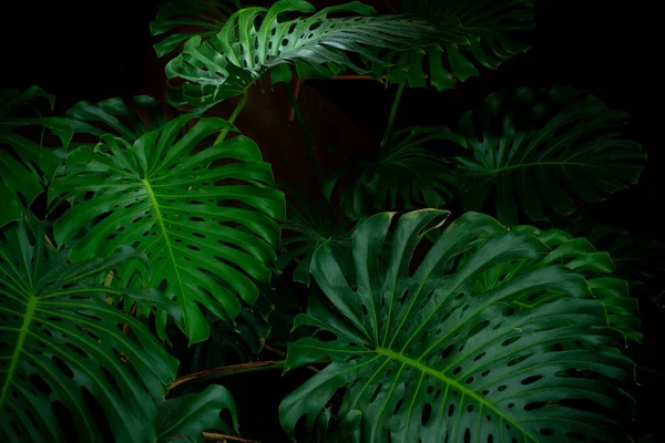 Huge Gorgeous Leaves of Monstera Plant. Tropical rainforest background Element for creative design.