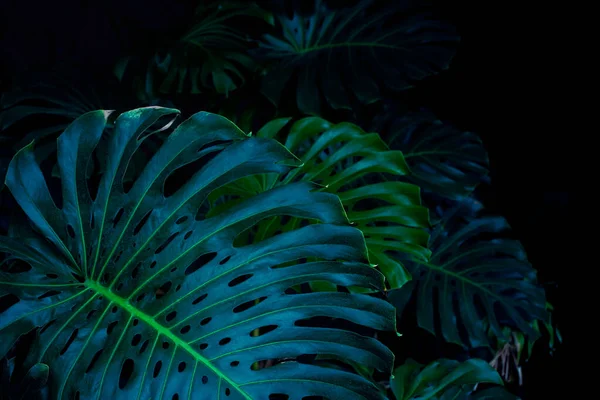 Huge Gorgeous Leaves Monstera Plant Tropical Rainforest Background Element Creative — Stock Photo, Image