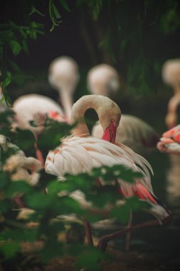 Muhteşem Flamingo kuşları. Flamingolu Tropik Tema Duvar Kağıdı. Yaz Doğal arkaplanı.