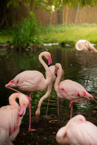 Gorgeous Flamingo birds. Tropical Theme Wallpaper with Flamingos. Summer Natural background.