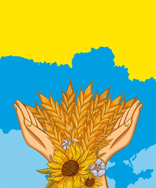 Lidské Ruce Chrání Uši Pšenice Proti Barvám Ukrajinské Vlajky Koncept — Stockový vektor