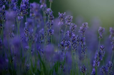 Sunset Rays 'in altındaki bir tarlada çiçek açan lavanta çiçekleri. Yumuşak Odaklı Mor Lavanta Çiçekleri. Yaz Sahnesi Arkaplanı.