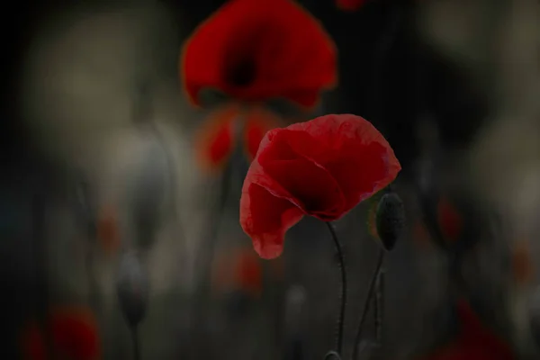 Beautiful Red Poppies Blooming Spring Meadow Sunset Light Red Poppies — Stock fotografie