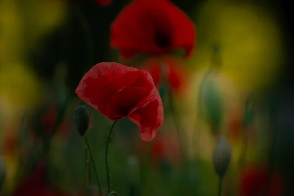 Beautiful Red Poppies Blooming Spring Meadow Sunset Light Red Poppies — Fotografia de Stock