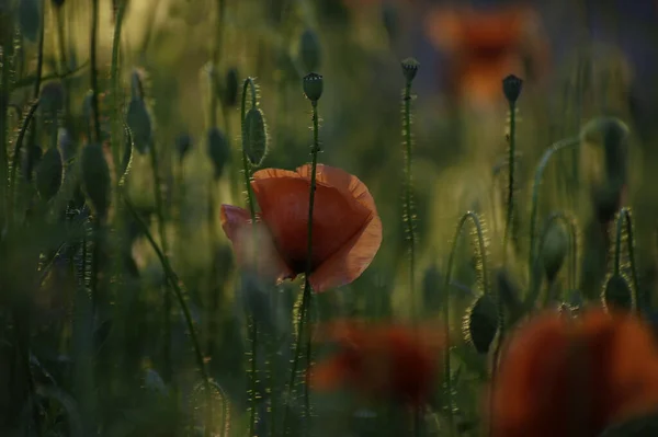 Beautiful Red Poppies Blooming Spring Meadow Sunset Light Red Poppies — Φωτογραφία Αρχείου