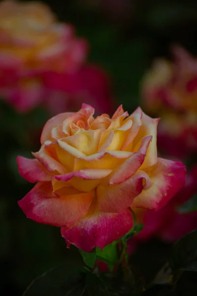 Beautiful Pink-Yellow Roses Blooming Under Sunset Light. Roses in Soft Light. Natural Floral Background in Creative Low Key Tone