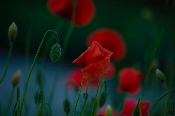 Schöne Rote Mohnblüten Auf Der Frühlingswiese Sonnenuntergang Rote Mohnblumen Weichen — Stockfoto