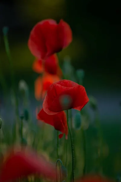 Krásné Červené Máky Kvetoucí Jarní Louce Pod Západem Slunce Red — Stock fotografie