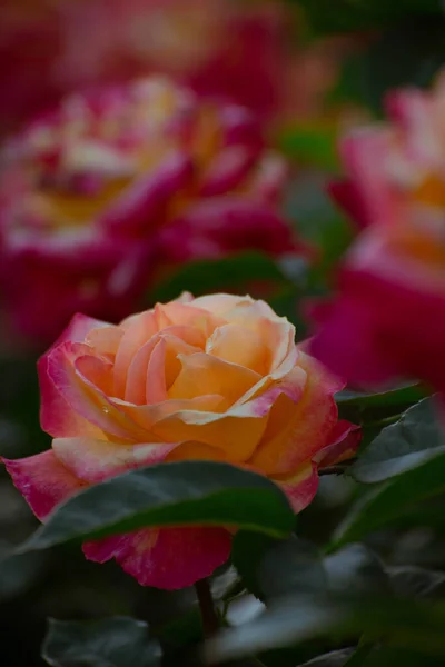 Beautiful Pink-Yellow Roses Blooming Under Sunset Light. Roses in Soft Light. Natural Floral Background in Creative Low Key Tone