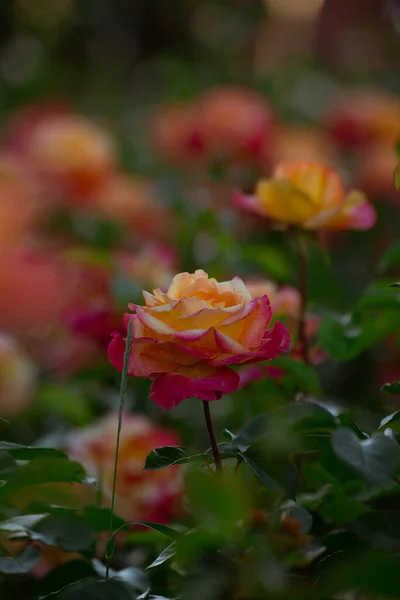 Beautiful Pink Yellow Roses Blooming Sunset Light Roses Soft Light — Zdjęcie stockowe