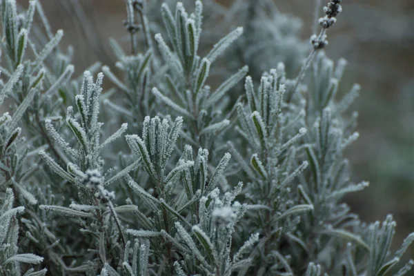 Frosted Branches Lavender Bush Blurred Background Winter Seasonal Background Selective — Zdjęcie stockowe