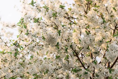 Kiraz ağacı çiçekleri. Beyaz bahar çiçekleri yakın plan. Yumuşak odaklı bahar mevsimlik arka plan. Vintage fotoğraf.