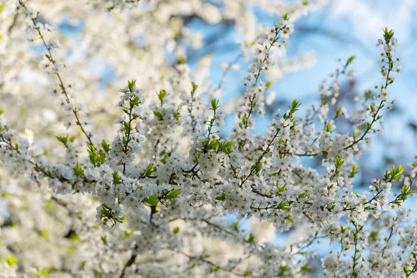 Cerejeira Floresce Flores Brancas Primavera Close Primavera Foco Suave Fundo — Fotografia de Stock