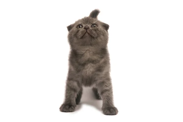 Lindo Gris Escocés Pliegue Pequeño Gatito Aislado Sobre Fondo Blanco —  Fotos de Stock