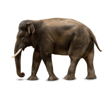 Big brown Indian, Asian Elephant isolated on white background.