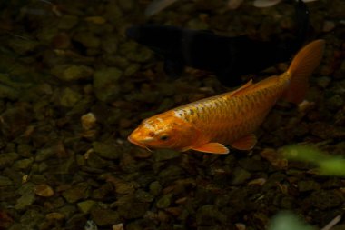 Fish Carp Koi also knownn as a Goldfish in the clean water of the puddle. Freshwater decorative fish.