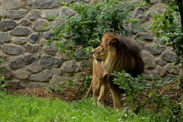 Leão Macho Toda Sua Glória Animal Exótico Africano Zoológico — Fotografia de Stock