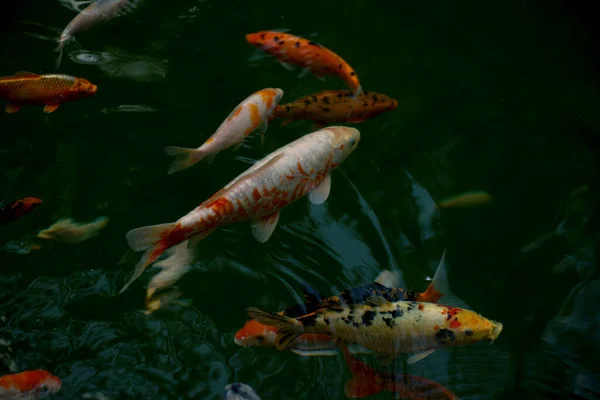 Рыба Карп Кои Известна Золотая Рыбка Чистой Воде Лужи Пресноводные — стоковое фото