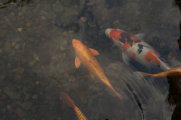 Fish Carp Koi Also Knownn Goldfish Clean Water Puddle Freshwater — Stock Fotó