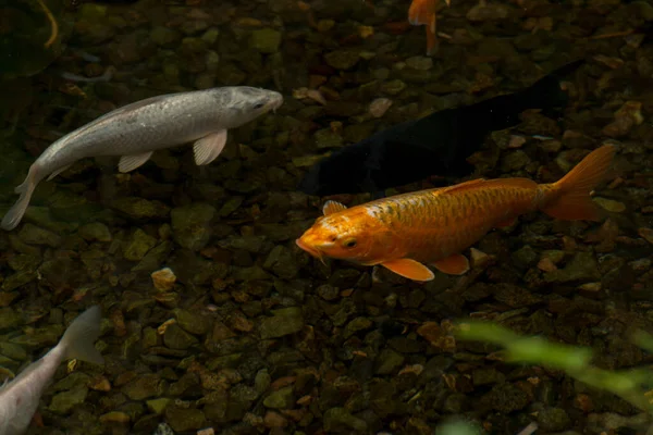 Fish Carp Koi Also Knownn Goldfish Clean Water Puddle Freshwater — Stok Foto