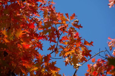 Autumn tree with big bright red leaves against blue sky. Autumn seasonal background.