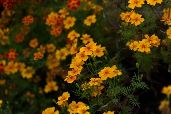 Fall seasonal background with marigold flowers. Natural background in low key.
