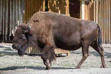 Big brown Bison walking in the padle of the zoo.