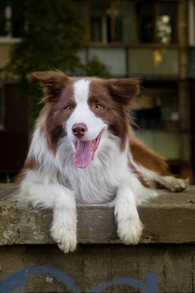 Adorable Young Border collie dog sitting on the ground against livinghouse. Cute fluffy brown and white Border collie petportrait.