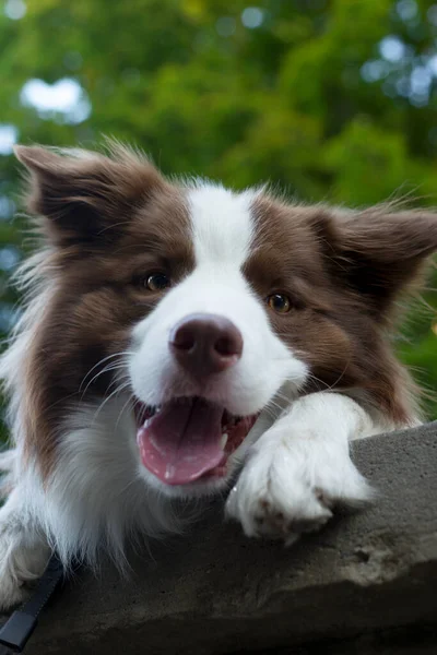 Adorable Young Border collie dog sitting on the ground against green foliage. Cute fluffy brown and white Border collie petportrait.