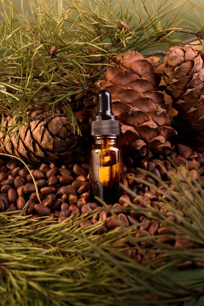 Coniferous Cedar Cosmetic Oil Among Cedar Nuts and Pine Cones.