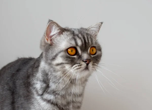 Гарний Сірий Шотландський Кіт Сидить Диліжансі Вітальні — стокове фото