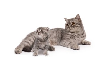 Güzel gri İskoç anne kedisi ve tatlı kedisi beyaz bir arka planda izole edilmiş..