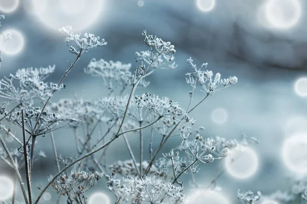 Beautiful Winter Landscape Girskiy Tikych River Running Frosted Trees Rocks — Stock fotografie