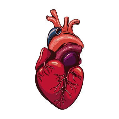 Beyaz arka planda anatomik kalp izole edildi. - Evet. Vektör illüstrasyonu