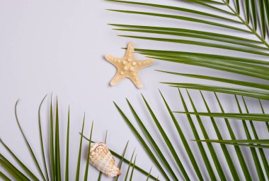 Merhaba Yeşil palmiye yaprakları ile yaz arkaplanı ve metin için boş alan ile deniz kabukları.