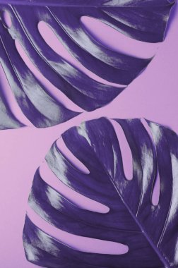 Büyük gerçek monstera bırakır. Canlı degrade holografik renkler moda minimalist düz yatıyordu tarzda tropikal Tema arka plan. Pop sanat kavramına. Doğal trendy arka plan.