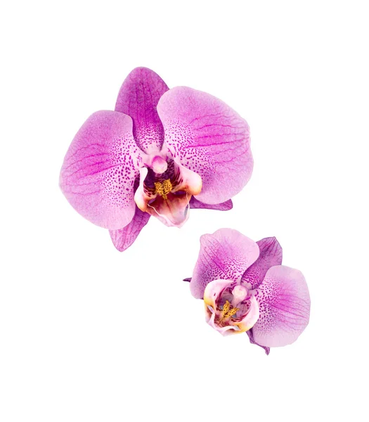 Belle Orchidee Phalaenopsis Fioriscono Isolate Sfondo Bianco Bellissimo Sfondo Floreale — Foto Stock