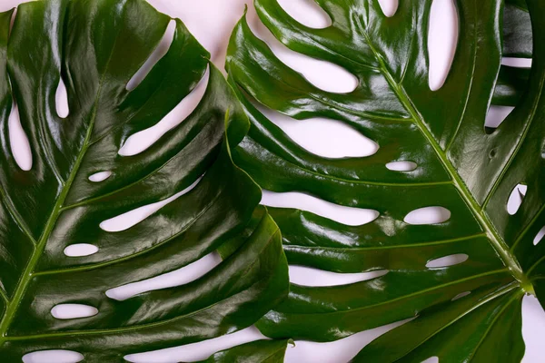 Hoja Grande Fresca Monstera Planta Queso Suizo Tropical Sobre Fondo —  Fotos de Stock