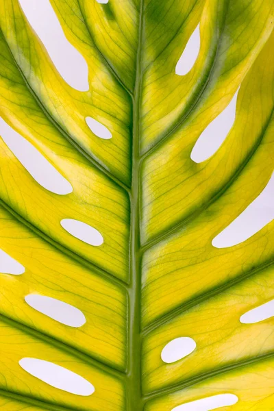 Big Yellow Monstera Leaf Close Swiss Cheese Plant Tropical Hello — Stock Photo, Image