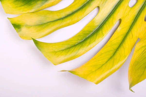 Μεγάλο Κίτρινο Φύλλο Monstera Κοντά Ελβετικό Τυρί Φυτό Τροπικό Γεια — Φωτογραφία Αρχείου