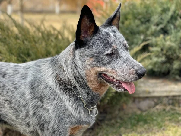 baş ve boyun bir bekleyen Avustralya mavi SPLIT veya sığır köpeğin kulaklarını diktim ve ağzı açık