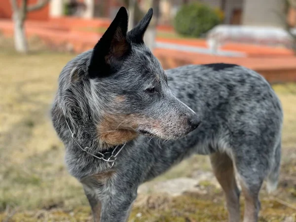 Avustralya sığır köpeğinin sonbahar portresi (diğer adıyla Mavi Heeler))