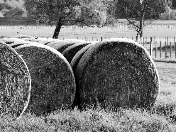 Hay balyaları