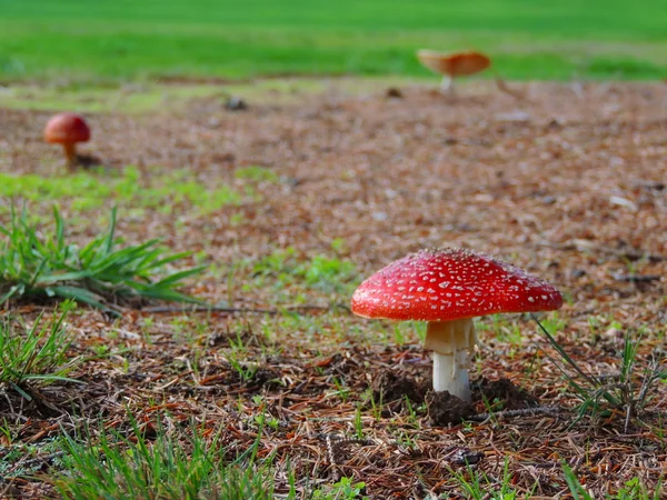 Pilz — Stockfoto