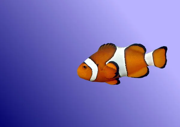 Риби-клоуна — стокове фото